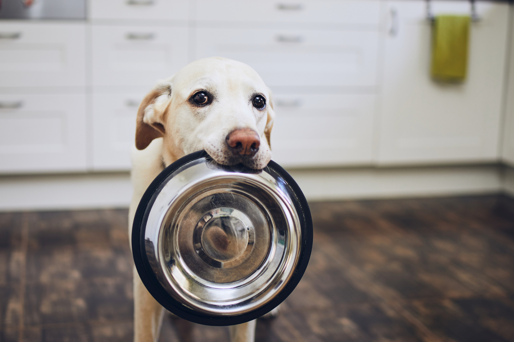 Pienso natural para perros: qué significa realmente y cómo diferenciarlo de otras fórmulas del mercado