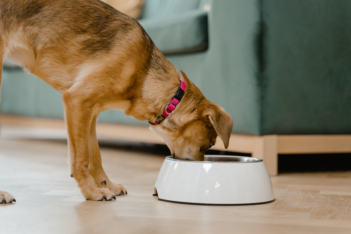 Cómo elegir comida húmeda para perros fijándote de verdad en la composición, la carne y los aditivos