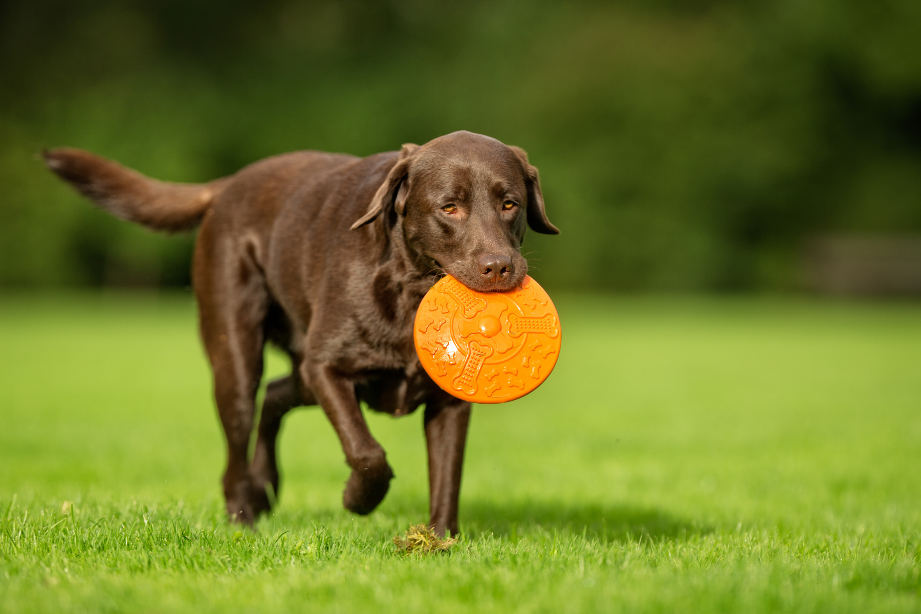 Qué necesita un perro en casa el primer día: lista básica de productos realmente esenciales