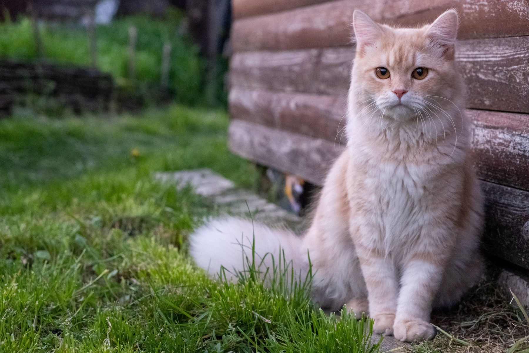 Comida húmeda para gatos: beneficios reales, posibles inconvenientes y para qué perfiles suele encajar mejor
