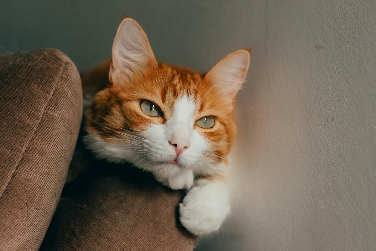 Yogur para gatos: cómo elegir una opción adecuada según ingredientes, lactosa y tipo de producto