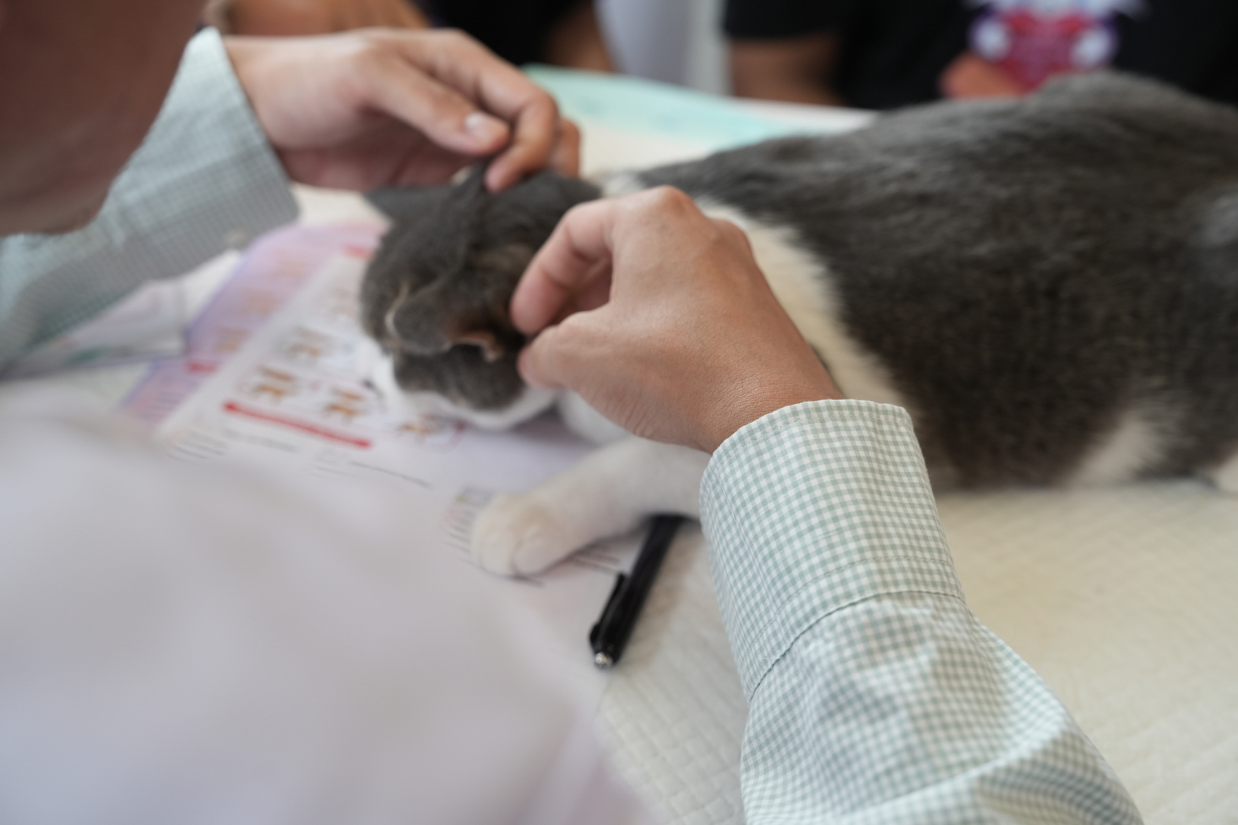 Cómo limpiar los oídos a un gato en casa sin complicarte la rutina