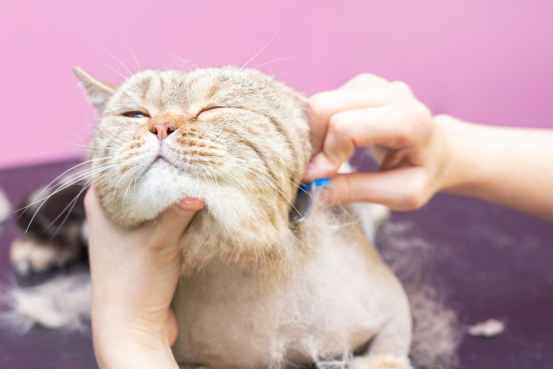 Cómo cepillar a un gato en casa: frecuencia, tipo de cepillo y pasos para quitar pelo muerto sin agobiarle