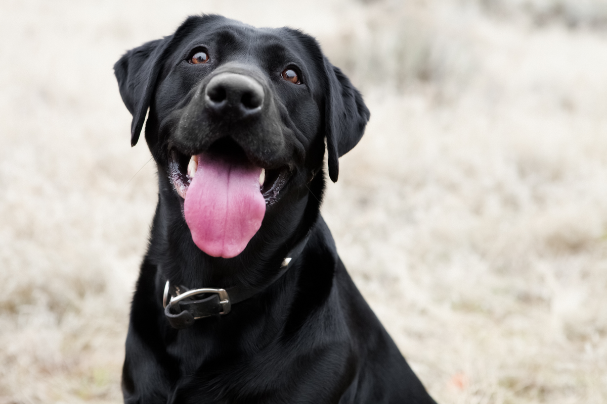 Toppers para perros: qué son, para qué sirven y en qué se diferencian de los caldos y otros complementos