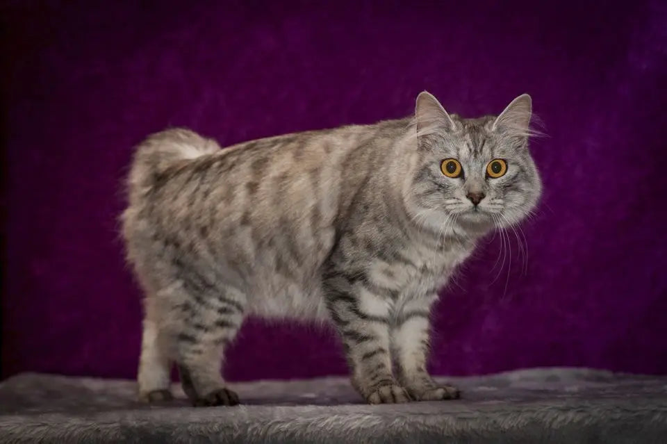 Gato Cymric: Encanto Peludo de la Isla de Man.