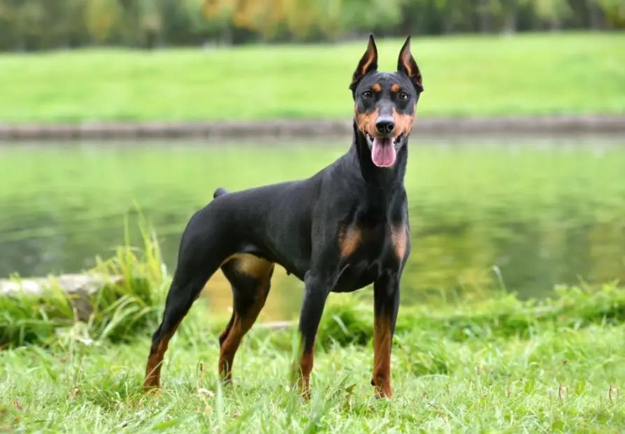 Dóberman: Elegancia y Lealtad en una Poderosa Figura Canina.