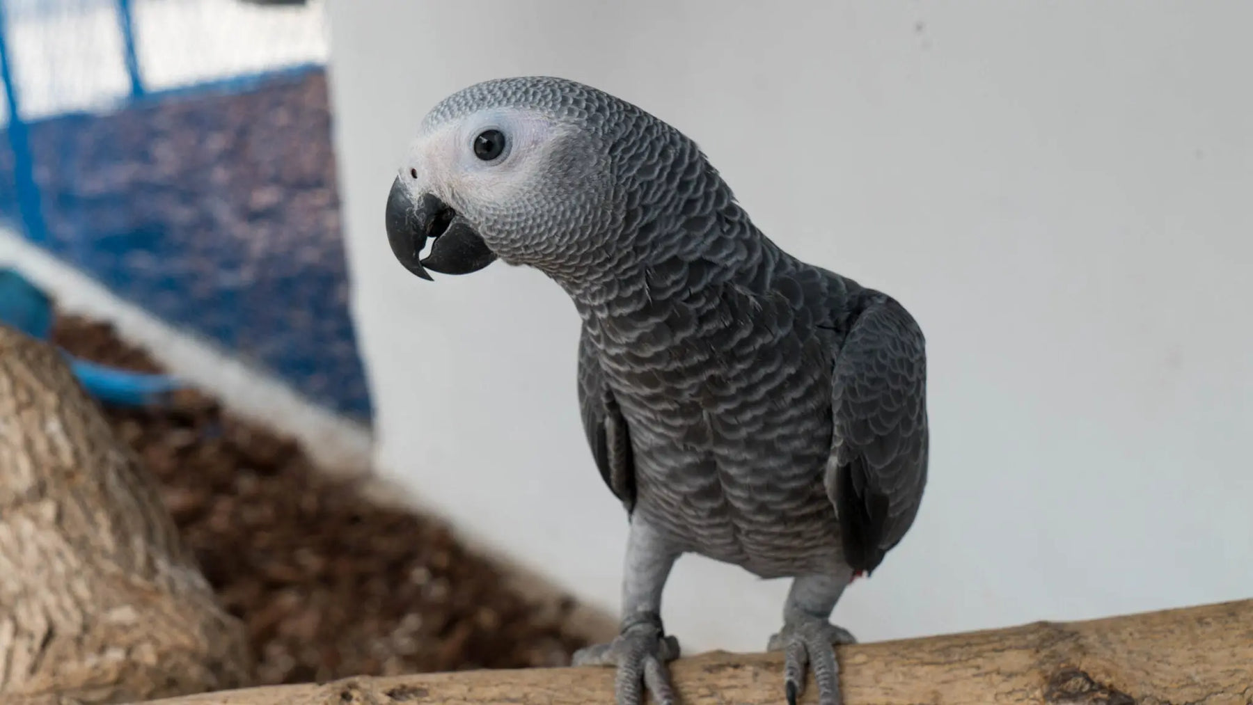 Yaco - Psittacus erithacus: Inteligencia en Plumas
