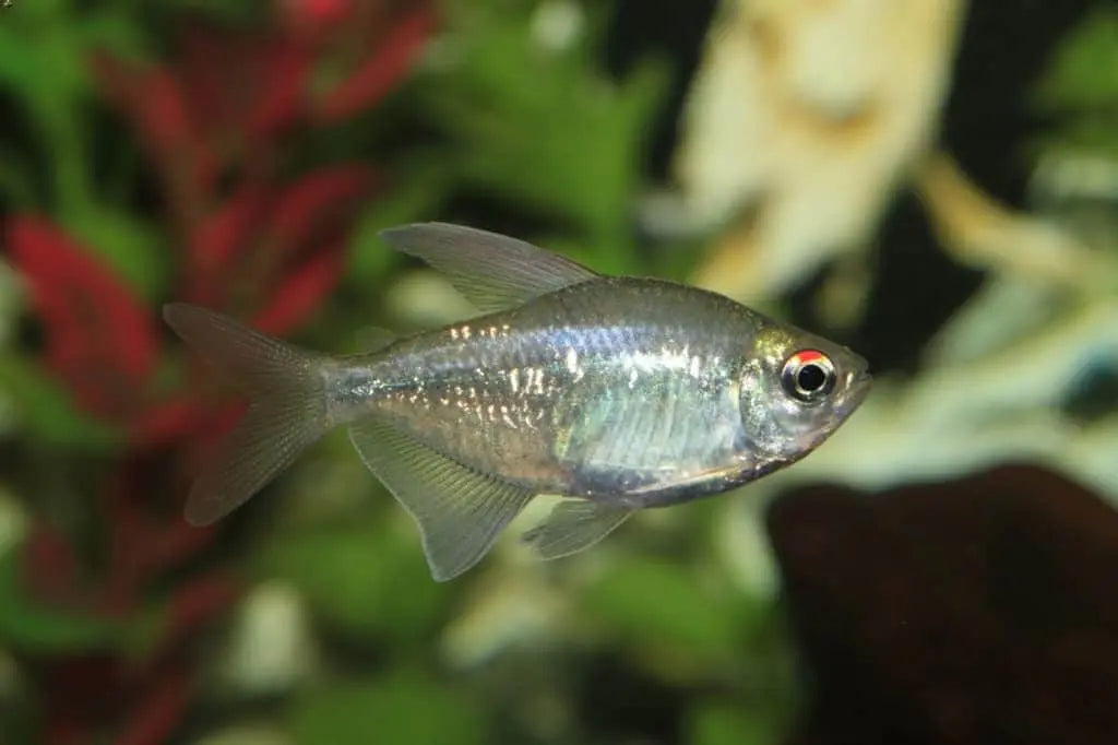Tetra Diamante (Moenkhausia pittieri): Resplandor en el Acuario