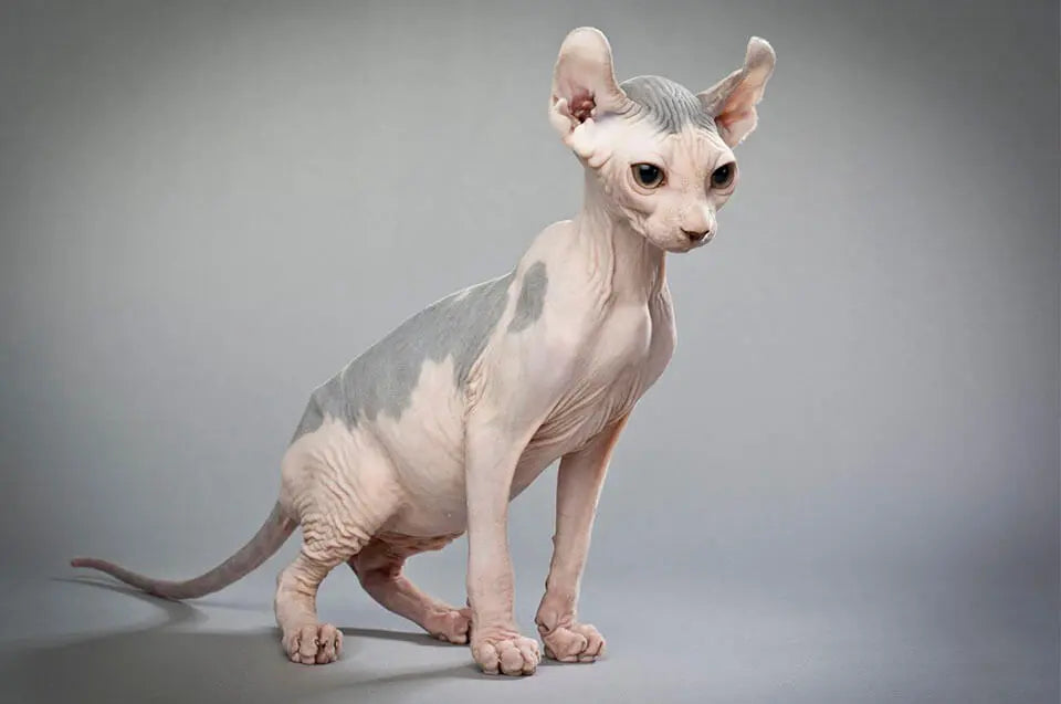 Gato Elfo Sin Pelo: Elegancia Desnuda en Cuatro Patas