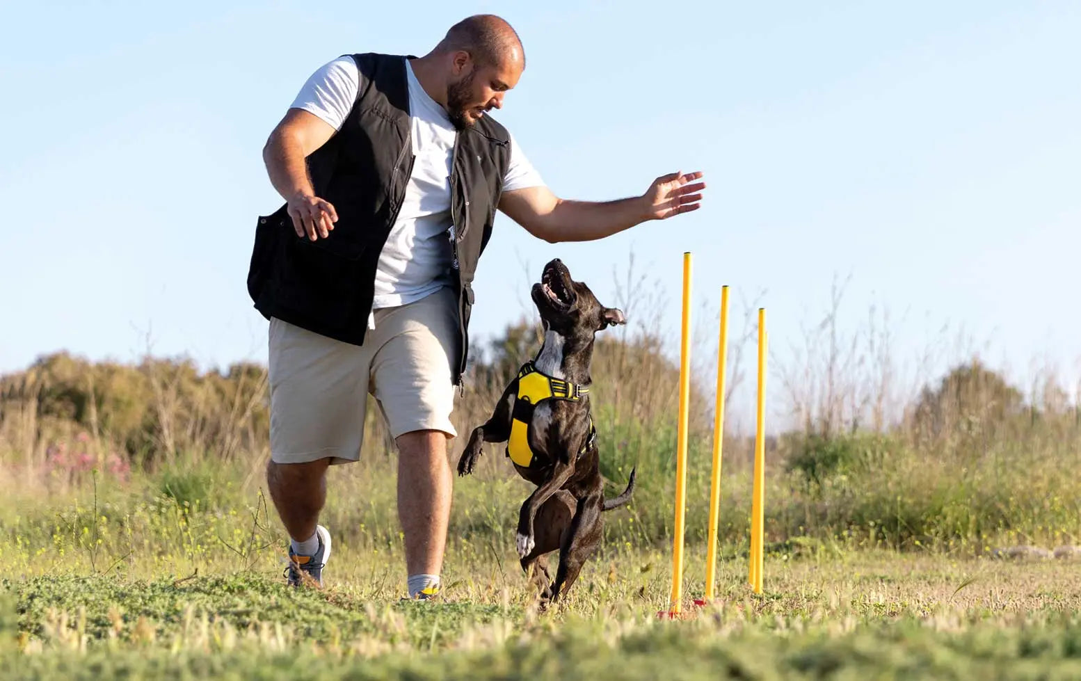 Lección 7: Adiestramiento Avanzado para Perros