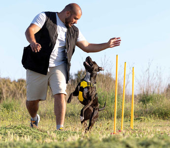 Lección 7: Adiestramiento Avanzado para Perros