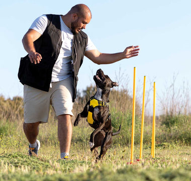 Lección 7: Adiestramiento Avanzado para Perros