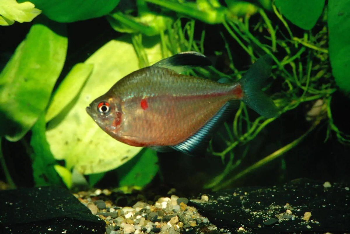 Tetra Azul (Hyphessobrycon pulchripinnis var. socolofi): Explorando la Elegancia Acuática