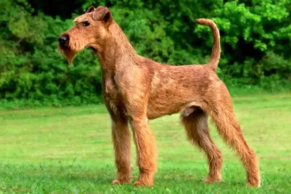 El Terrier Irlandés: Energía y Elegancia