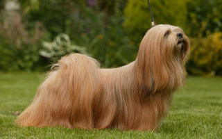 Lhasa Apso: Elegancia y Nobleza en un Pequeño Paquete Tibetano.