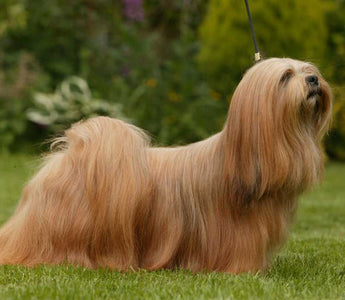 Lhasa Apso: Elegancia y Nobleza en un Pequeño Paquete Tibetano.