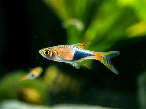 Rasbora Harlequín (Trigonostigma heteromorpha): Armonía en el Acuario