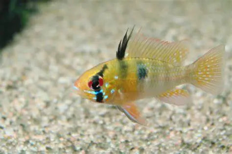 Cíclido Enano Ramirezi (Mikrogeophagus ramirezi): Elegancia en Miniatura