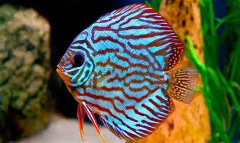Peces Disco (Symphysodon spp.): Elegancia en Movimiento