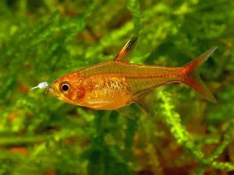 Tetra Ember (Hyphessobrycon amandae): Llamas de Color en el Acuario