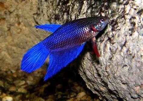 Peces Luchadores (Macropodus opercularis): Elegancia en el Agua