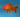 Goldfish Carassius auratus : Elegancia y Longevidad en el Acuario