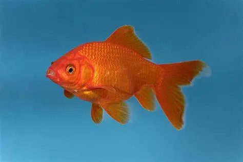 Goldfish (Carassius auratus): Elegancia y Longevidad en el Acuario