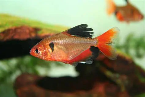 Tetra Llama (Hyphessobrycon eques): Llamas de Color en el Acuario