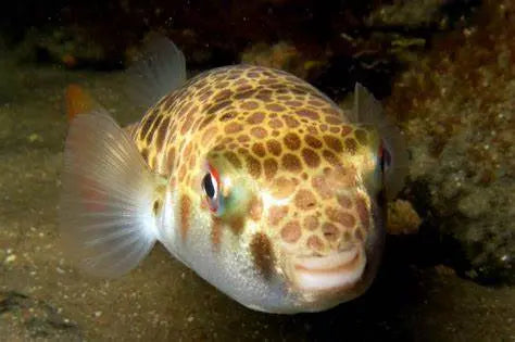 Peces Tetraodóntidos (Tetraodontidae spp.): Majestuosos y Delicados Exploradores Acuáticos