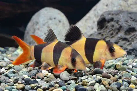 Botia Payaso (Chromobotia macracanthus): Coloridos Exploradores del Acuario