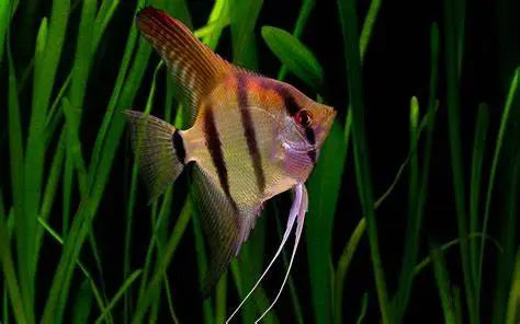 Pez Ángel Escalares (Pterophyllum spp.): Elegancia en el Acuario