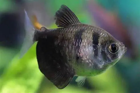 Tetra Negro (Gymnocorymbus ternetzi): Elegancia Oscura en el Acuario