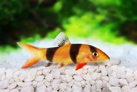 Botia Payaso (Chromobotia macracanthus): Exploradores Coloridos del Fondo del Acuario