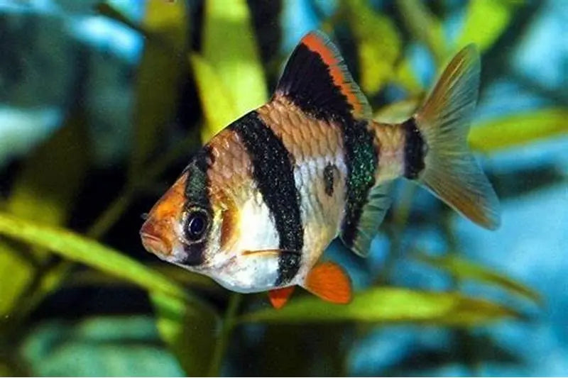 Barbudo Puntiagudo (Barbus pentazona): Colorido y Activo en el Acuario