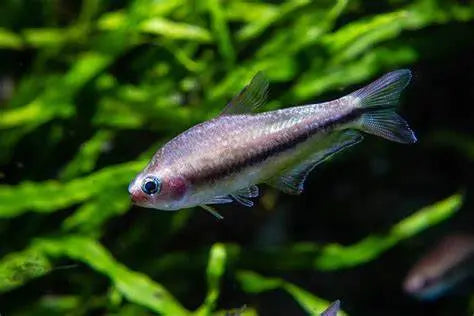 Tetra Emperador (Nematobrycon palmeri): Elegancia y Color en el Acuario