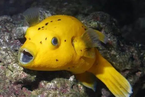 Peces Tetraodóntidos (Tetraodontidae spp.)