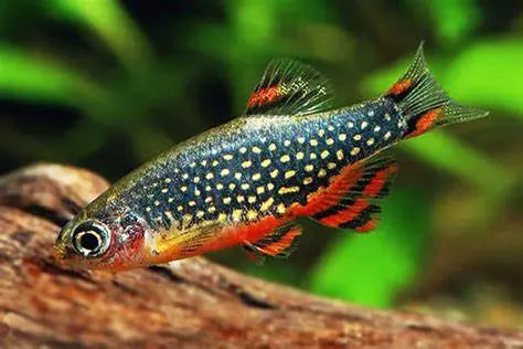 Rasbora Galaxy (Celestichthys margaritatus): Maravilla Acuática