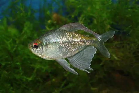Tetra Ojo de Diamante (Moenkhausia pittieri): Elegancia y Color en tu Acuario