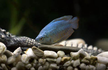Gourami Azul Trichogaster trichopterus : Elegancia y Color en tu Acuario