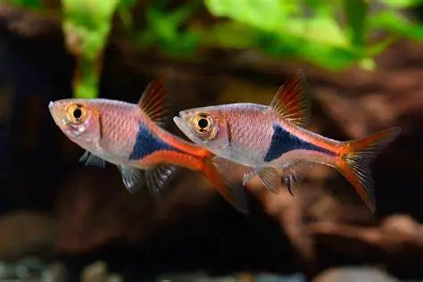 Rasbora Espejo (Trigonostigma heteromorpha): Explorando la Belleza Acuática