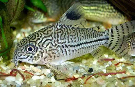 Pez Gato Corydora Enana (Corydoras hastatus): Explorando la Diminuta Maravilla Acuática