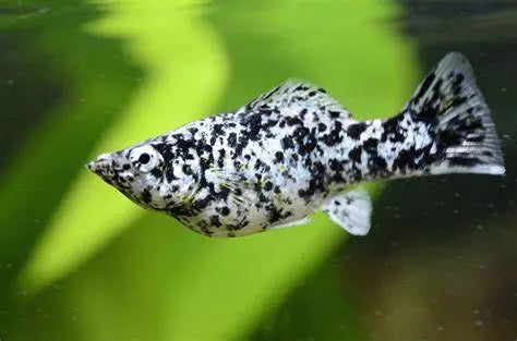 Molly Dálmata (Poecilia sphenops): Elegancia Manchada en tu Acuario