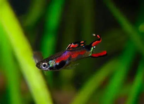 Guppy Endler (Poecilia wingei): Elegancia y Vitalidad en tu Acuario