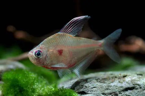 Tetra Cola de Espada (Hyphessobrycon erythrostigma): Belleza y Gracia en tu Acuario