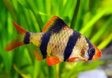 Barbudo Tigre (Puntigrus tetrazona): Explorando la Vida de un Pez Activo y Colorido