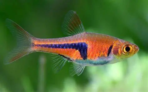 Rasbora Lambchop (Trigonostigma espei): Explorando la Belleza y Vitalidad