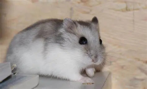 Hámster Winter White (Phodopus sungorus)