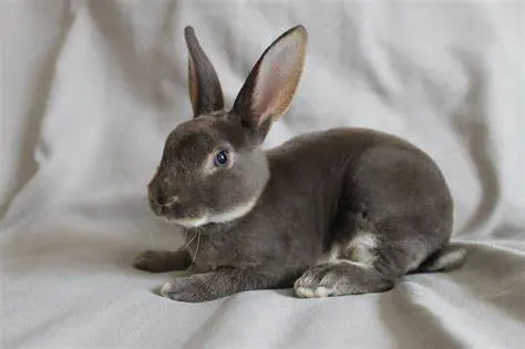 Conejo Mini Rex Guia