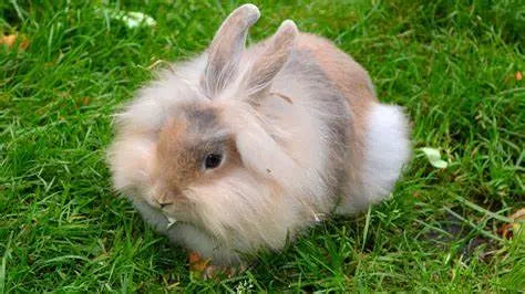 Conejo Angora Guia