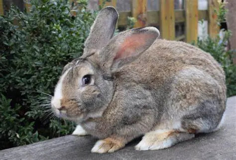 Conejo Flemish Giant Guia